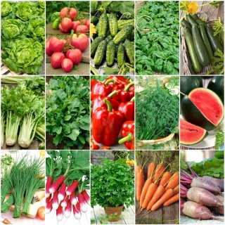 Vegetable starter - Set of 15 vegetable seed packets