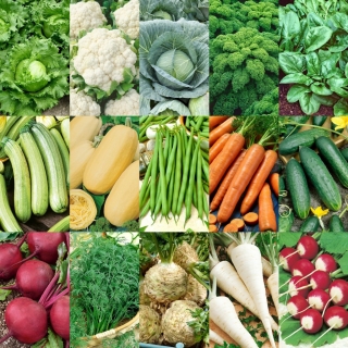 Jednoduchý začiatok: Vaša prvá zelenina - 15 balíčkov semien