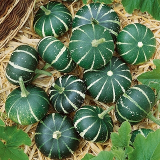 Abóbora 'Flat Striped' - sementes (Cucurbita pepo)