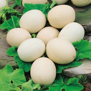Sierpompoen 'Nest Egg' - zaden (Cucurbita pepo)