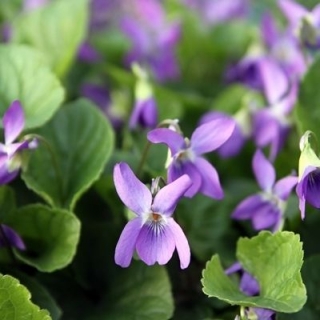 달콤한 바이올렛, 영어 바이올렛 씨앗 - 비올라 odorata - 120 씨앗 - Viola odorata