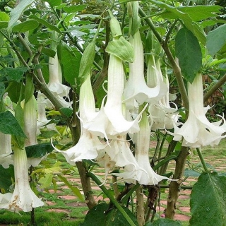 Angelova trobenta - Datura arborea - 5 semen - semena