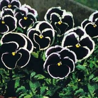 巨型暗紫色三色堇种子 - 中提琴x wittrockiana  -  320种子 - Viola x wittrockiana  - 種子