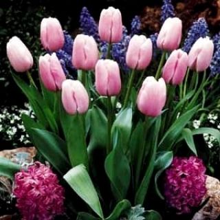 Hoa tulip hồng kim cương - Kim cương hồng tulip - 5 củ - Tulipa Pink Diamond