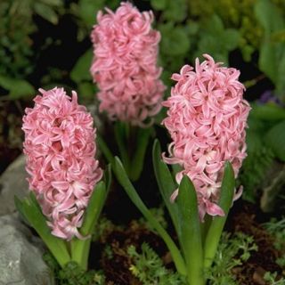 ヒヤシンスフォンダン ヒヤシンスフォンダン 3球根 Hyacinthus Orientalis Garden Seeds Market 送料無料