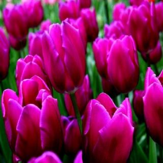 열렬한 튤립 - 열정적 인 튤립 - 5 알뿌리 - Tulipa Passionale