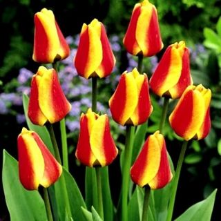 Tulipa鳕鱼角 - 郁金香鳕鱼角 -  5个电洋葱 - Tulipa Cape Cod