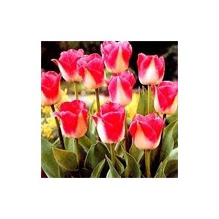 Trang tulip tulip - 5 chiếc. - Tulipa Page Polka