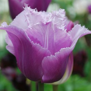 Tulipa蓝色苍鹭 - 郁金香蓝色苍鹭 -  5个电洋葱 - Tulipa Blue Heron