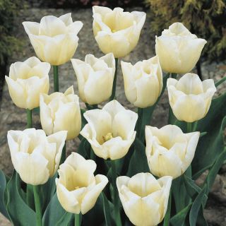 Tulipa Наздраве - Tulip Наздраве - 5 луковици - Tulipa Cheers