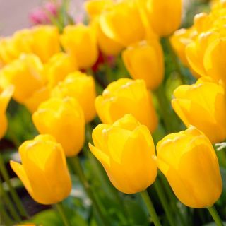 Tulipa طلایی Apeldoorn - Tulip طلایی Apeldoorn - 5 لامپ - Tulipa Golden Apeldoorn