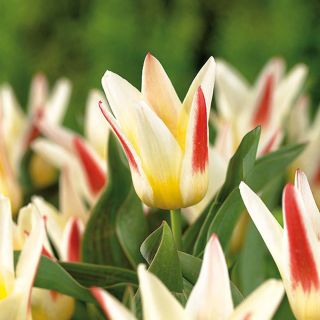 Tulipa Johann Strauss  - 郁金香约翰施特劳斯 -  5个洋葱