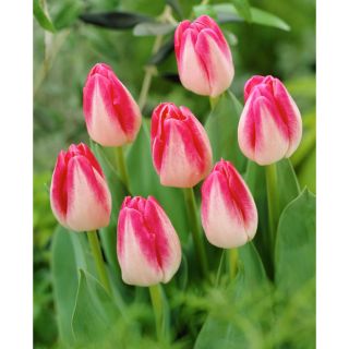 Trang tulip tulip - 5 chiếc. - Tulipa Page Polka
