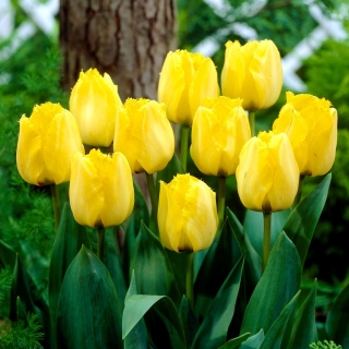 ロイヤルエレガンスチューリップ -  5個 - Tulipa Royal Elegance