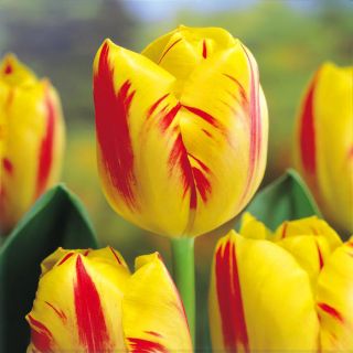 Tulipaner Washington - pakke med 5 stk - Tulipa Washington
