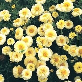 Coroana Daisy amestecat semințe - Chrysanthemum coronarium - 550 semințe - Glebionis coronaria