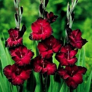 唐菖蒲黑色惊喜 -  5个洋葱 - Gladiolus Black Surprise