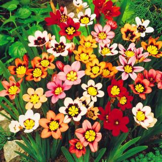 Sparaxis, Harlequin Flower Mix - 20 žarnic - Sparáxis