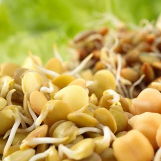 Mélange de graines à germer pour la cuisine chinoise -  - graines