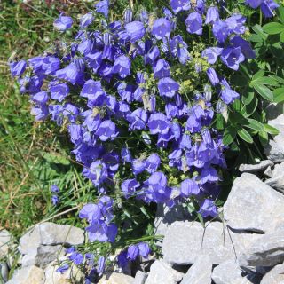 蓝矮星贝尔弗劳尔，仙女顶针种子 - 风铃pusilla  -  170粒种子 - Campanula pusilla - 種子
