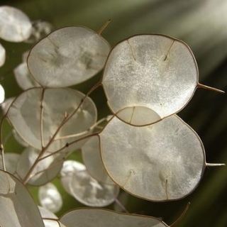 Semillas de flor blanca Planta de dinero Lunaria Biennis 50 Semillas 