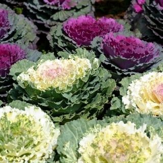 Ornamental Kale, Ornamental Cabbage seeds - Brassica oleracea - 200 seeds