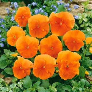 팬지 오렌지 태양 씨앗 - 비올라 x wittrockiana - Viola x wittrockiana 