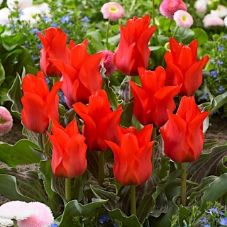 Tulipa Red Riding Hood - Tulip Red Red Riding Hood - 5 kvetinové cibule