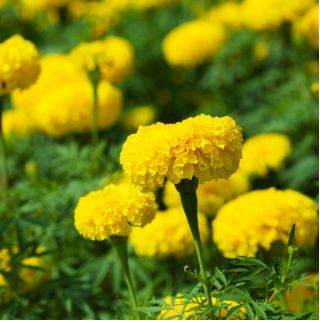 Marigold Lemon semená - Tagetes erecta - 300 semien