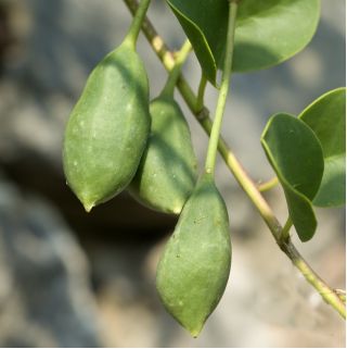Kappertjesplant - Capparis spinosa - zaden
