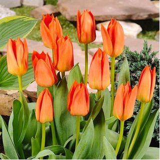 チューリップオレンジブリリアント - チューリップオレンジブリリアント -  5球根 - Tulipa Orange Brilliant