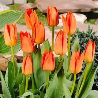 Tulipa Orange Brilliant - Tulip Orange Brilliant - 5 bulbs