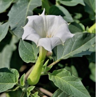 ムーンフラワー 天使のトランペットの種 ダトゥラ ファストゥーサ 21種 Datura Fastuosa シーズ Garden Seeds Market 送料無料