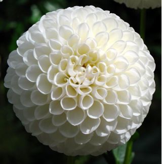 Dahlia White Aster - květinové cibulky / hlíza / kořen