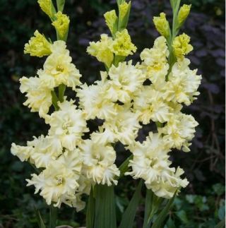 مجعد الليمون Gladiolus - 5 قطع - Gladiolus Lemon Frizzle