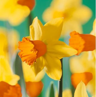 Narcissus Jetfire - Daffodil Jetfire - 5 βολβοί