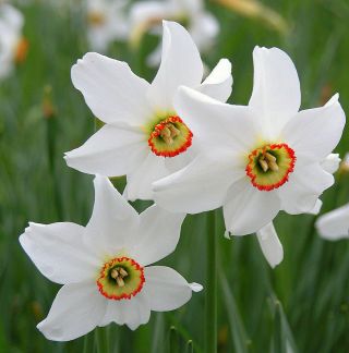 Нарциссус Рецурвус - Нарциса Рецурвус - 5 луковици - Narcissus