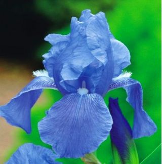 Ирис германский - синий - Iris germanica