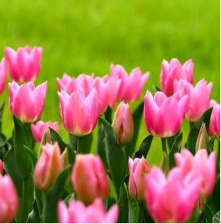 Tulpansläktet China Pink - paket med 5 stycken - Tulipa China Pink