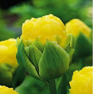 Tulipa Beauty of Apeldorn - Тюльпан Краса Апелдорн - 5 цибулин