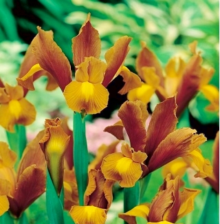 Nőszirom (Iris × hollandica) - Bronze Queen - csomag 10 darab