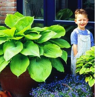 Hosta, Plantain Lily Sum และ Substance - bulb / tuber / root