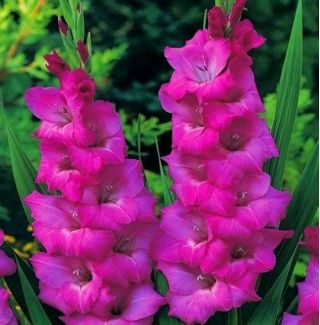 Gladiolus Pink XXL  -  5个洋葱