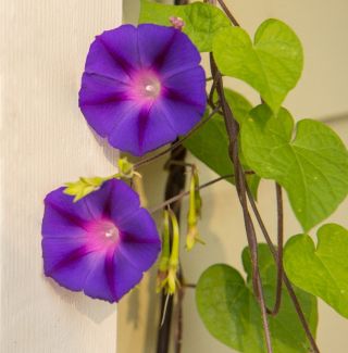פאר בוקר משותף "סבא אוט"; פאר בוקר גבוה, פאר בוקר סגול - 40 זרעים - Ipomea purpurea