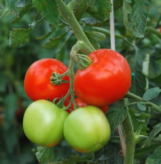 שדה עגבניות "אורקדו F1" - מגוון גבוה - Lycopersicon esculentum Mill  - זרעים