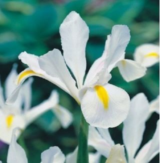 Nőszirom (Iris × hollandica) - White Excelsior - csomag 10 darab