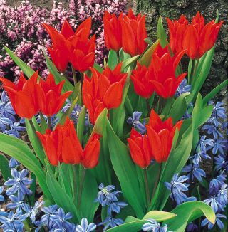 Tulipa Tubergen's Variety - pacote de 5 peças