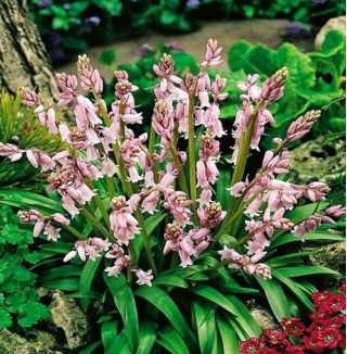 Scilla, Squill Pink - 10 bulbs