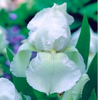 Blauwe lis - wit - Iris germanica