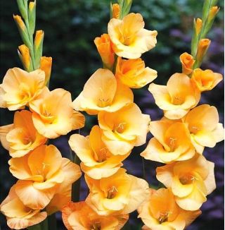 Gladiolus Vedetta - 5 kvetinové cibule